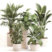 Indoor Plant Set 0117