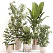 Indoor Plant Set 0114