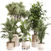 Indoor Plant Set 0118