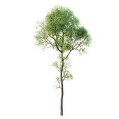 HQ Plants Shorea Robusta Sal Tree03