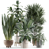 indoor plant 230
