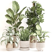 Indoor Plant Set 0115