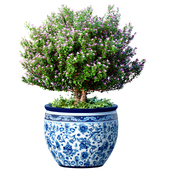 Декоративное дерево растение кустарник в итальянской фарфоровой вазе горшке стиле Прованс. Комнатное растение