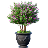 Декоративное дерево растение в классическом горшке вазоне вазе . Комнатное растение