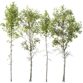spring trees Betula Pendula and Fagus Sylvatica