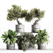 Indoorplants-plants in shelf-set111