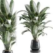 indoor plant Set banana 106