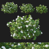 Rhododendron Pulchrum white 02