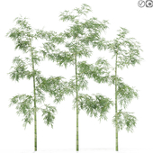 Tree 04 Bamboo