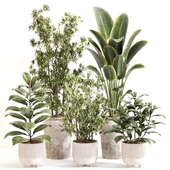 Indoor Plant Set 0110