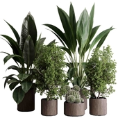 Tree plant cactus in wooden vase - indoor plant set 520