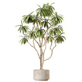 HQ HousePlants Decorative Ficus Cyathistipula African Fig02