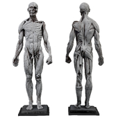 Anatomy Sculpture