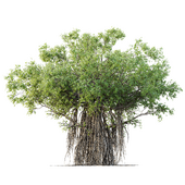 HQ Plants Banyan Ficus Benghalensis Tree