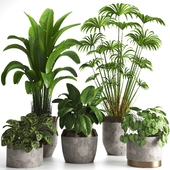 indoor plant set068