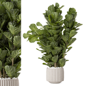 Fiddle leaf fig in Ferm Living Bau Pot Large - Set 2311