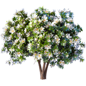 Декоративное Вечнозелёное цветущее садовое дерево кустарник Магнолия
