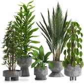 indoor plant set069