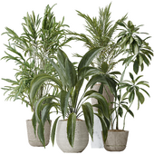 Indoor plants set 97 Dypsis Areca Palm and Spathiphyllum Wallisii and Ficus Cyathistipula and Pelagio Palm