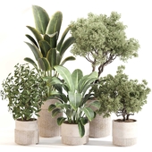 Indoor Plant Set 0120