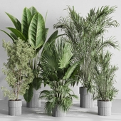 Tree plant palm in concrete vase - indoor plant set 533
