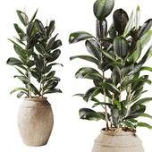 Ficus Plant in Pot