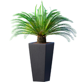 Beautiful decorative indoor evergreen Palm Tree Cicas,Cycad,bush in a modern pot,planters,vase. Indoor plant Art Deco