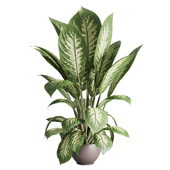 Dieffenbachia seguine - indoor plant set 539