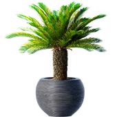 Decorative tall Evergreen Palm Tree in a modern outdoor corrugated flower pot,Urn,Art Deco planters. Front Entrance Tree indoor plant