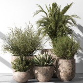 Indoor Plant 782 - Tree in Pot