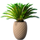 Decorative Evergreen Cycas Palm Tree in a modern outdoor corrugated flower pot,Urn,Art Deco planters. Front Entrance Tree indoor plant