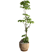 Ficus Schefflera Tree 352