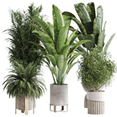 indoor plant Set 119