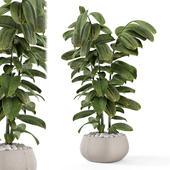 Indoor Plants in rusty Concrete Pot - Set 2454