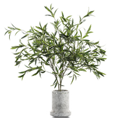 Plant branches in vases 123