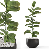 Indoor Plants in Black Metal Pot - Set 2455