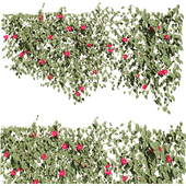 Ivy Red flowers