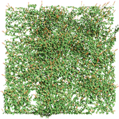 Ivy Climbing Plant