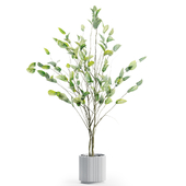 Branches plant in vases 135