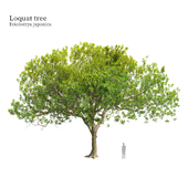 Loquat tree 02