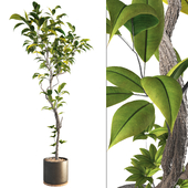 Bonsai Jungle Ficus Elastica Rubber Fig Leaf Tree 359