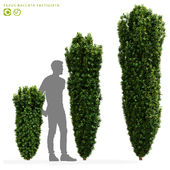 Тис ягодный Фастигиата | Taxus baccata Fastigiata