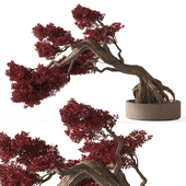 Indoor Plant 811 - Red Bonsai