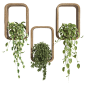 hanging plants on a box