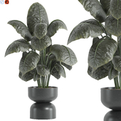 Indoor plant 57