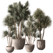 Indoor Plant 818 - Yucca Set