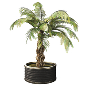 Dicksonia Tree vol 01