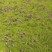 Grass Lawn Scatter