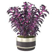 Plant - Coleus Solenostemon
