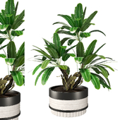 Decorative indoor Banana Plant